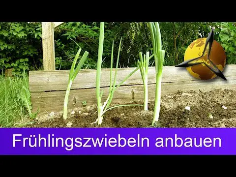 Frühlingszwiebeln anbauen / nachwachsen lassen