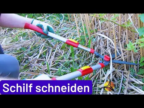 Schilfgras: Schilf selber schneiden &amp; Bastelideen