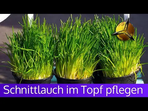 Schnittlauch im Topf richtig pflegen - für Balkon &amp; Küche