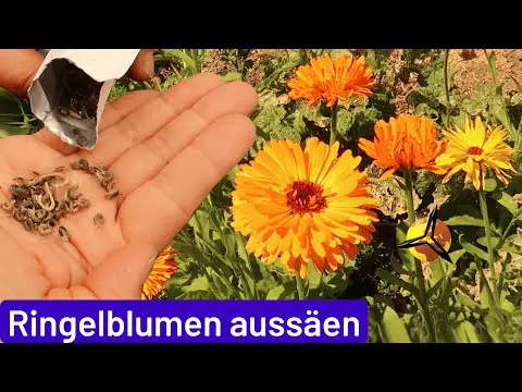 Ringelblumen aussäen, vorziehen &amp; anbauen