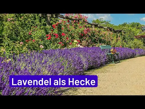Lavendel als Hecke: Blühende Gartengrenzen