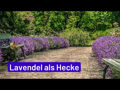 Lavendel als Hecke: Blühende Gartengrenzen