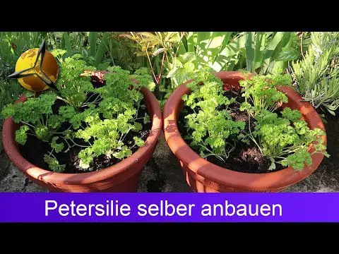 Petersilie selber pflanzen, schneiden &amp; lagern