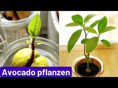 Avocado pflanzen: Avocadobaum selber ziehen