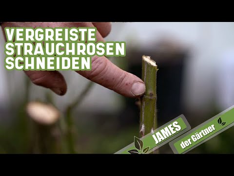 Verjüngungskur für vergreiste Strauchrosen | James der Gärtner