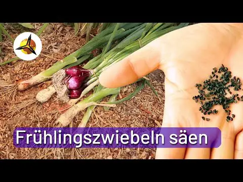 Frühlingszwiebeln säen: Lauchzwiebeln selber pflanzen