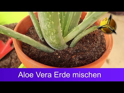 Aloe Vera Erde - Sukkulentenerde selber mischen