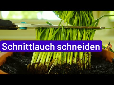 Schnittlauch schneiden, ernten - regelmäßig