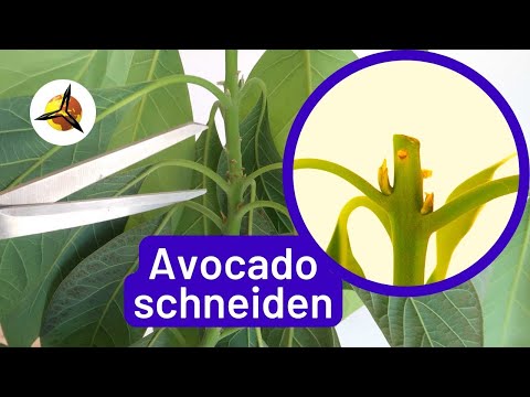 Avocado Pflanzen schneiden: Avocadobaum zurückschneiden