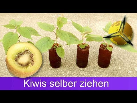 Kiwis aus Samen selber ziehen / pflanzen