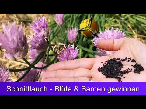 Schnittlauch: Blüte und Samen gewinnen