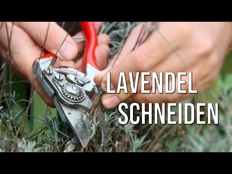 Lavendel schneiden