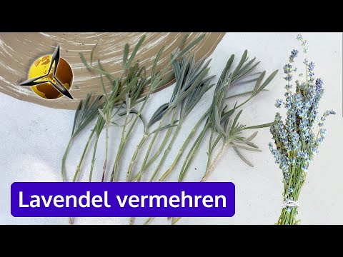 Lavendel erfolgreich mit Stecklingen vermehren