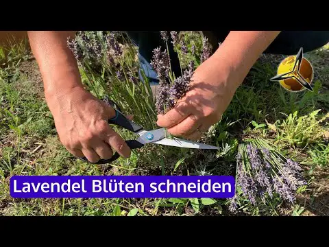 Lavendel: Blüten schneiden im Sommer