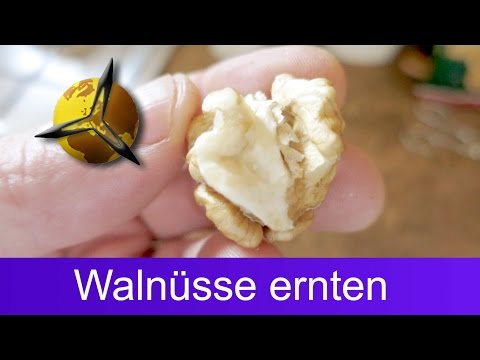 Walnüsse selber ernten, trocknen und lagern