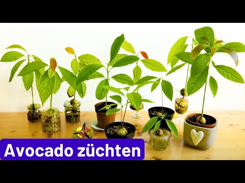 Avocadokern keimen lassen &amp; einpflanzen