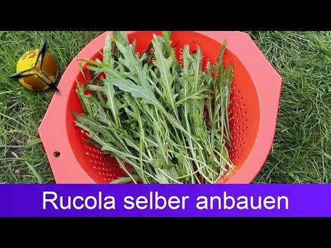 Rucola / Wilde Rauke selber pflanzen und ernten