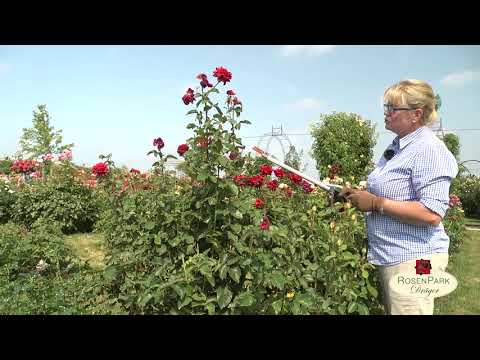 Richtiger Rosenschnitt im Sommer