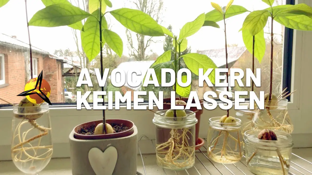 Wie Lange Braucht Ein Avocadokern Zum Keimen Avocados Zuhause Züchten: Eine Schritt-für-Schritt-Anleitung