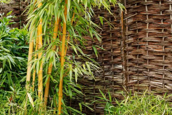 Bambus Wurzeln Schäden