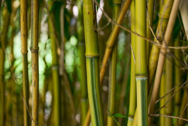 Bambus dicke Bambusstäbe
