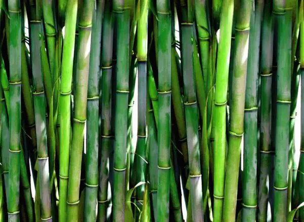 Bambus im kleinen Garten