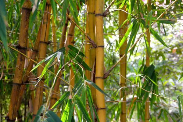 Bambushalme vertrocknet