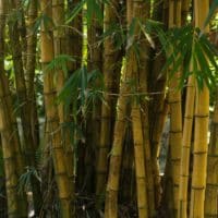 Bambus vertrocknet