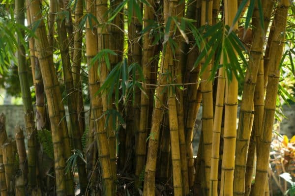 Bambus vertrocknet