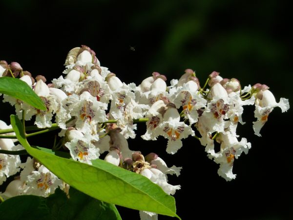 Blüten Trompetenbaum Catalpa