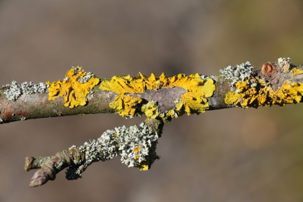 Flechten Symbiose Pilze Algen