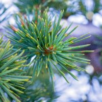 Frosttrocknis - Zedernnadeln werden braun