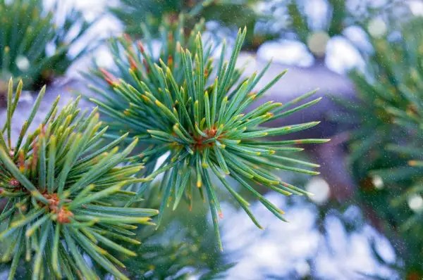 Frosttrocknis - Zedernnadeln werden braun