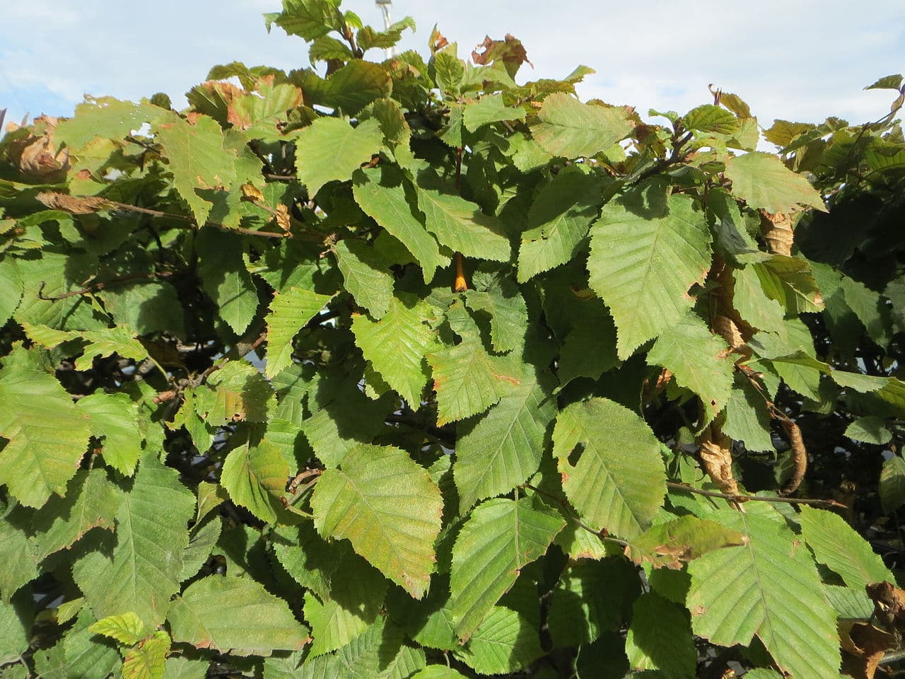 Hainbuchenhecke wird kahl