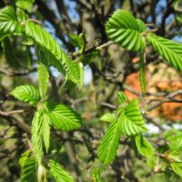 Hainbuchenhecke wird kahl