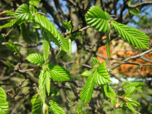 Hainbuchenhecke wird kahl