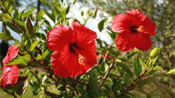 Hibiskus Blüte rot