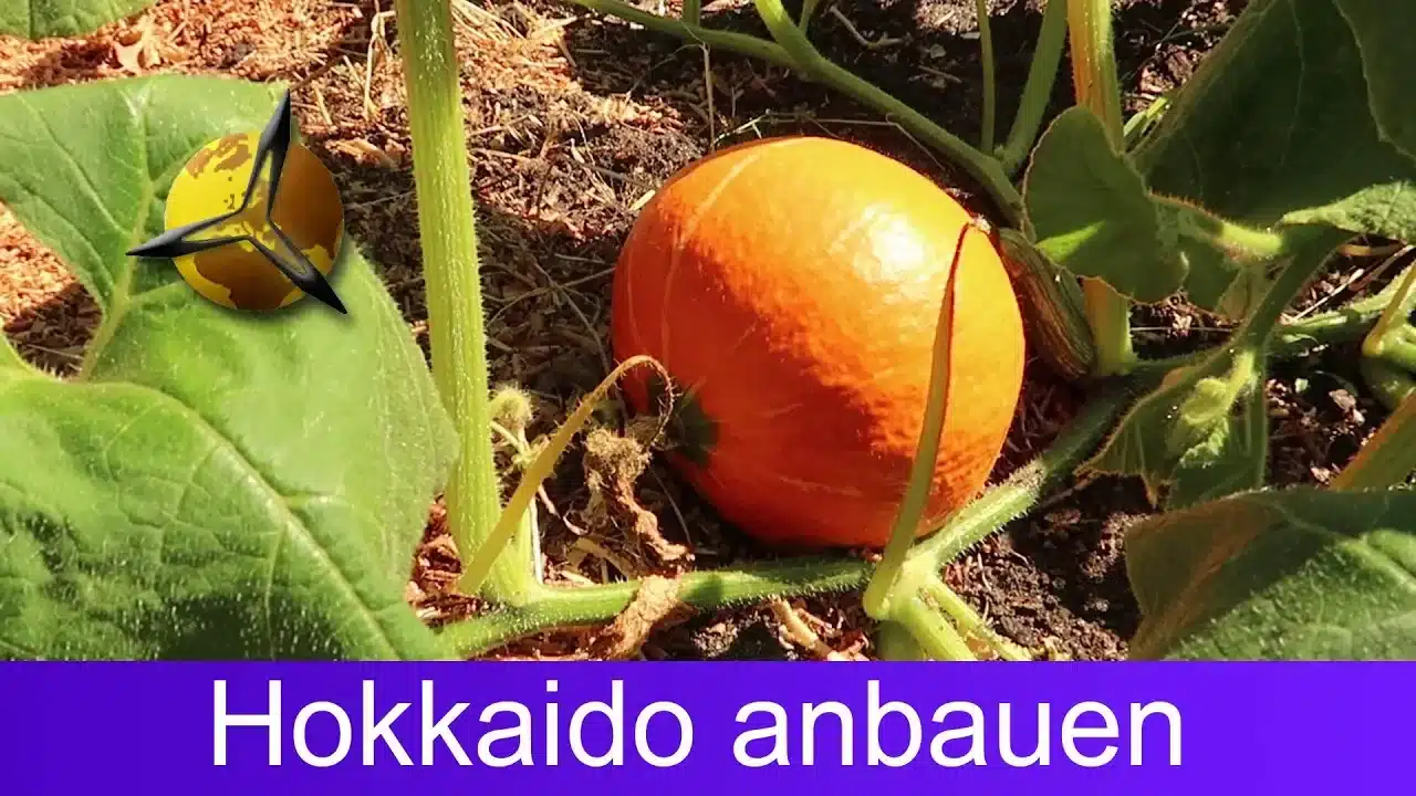 Hokkaido anbauen Kürbisse selber pflanzen