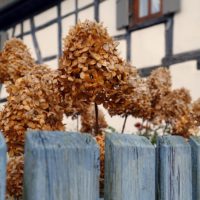 Hortensie richtig schneiden