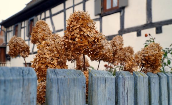 Hortensie richtig schneiden