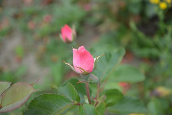 Junge Rose schneiden