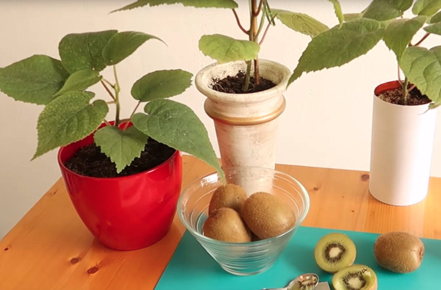 Kiwis selbst aus Kiwikernen züchten Gartenanleitung GartenpflegeTipps