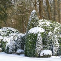 Koniferen im Winter fällen