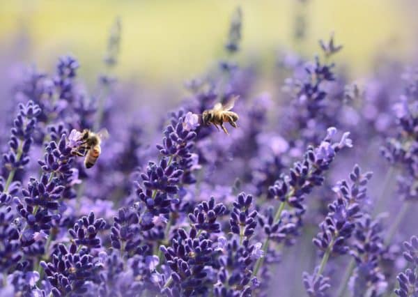 Lavendel Blüte Bienen