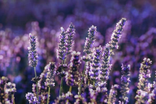 Lavendel Blüten
