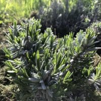 Lavendel schneiden leicht gemacht