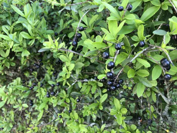 Liguster Beeren schneiden