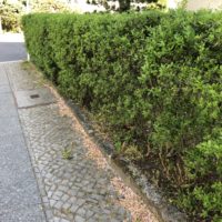 Liguster Hecke Straße Wachstum