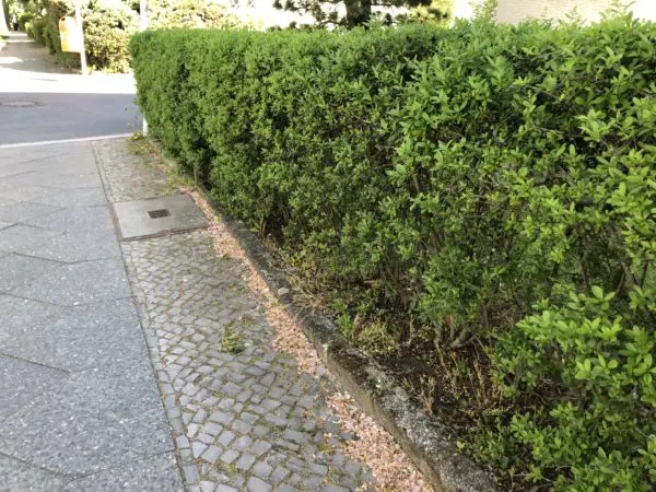 Liguster Hecke Straße Wachstum