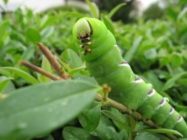 Ligusterhecke Ligusterschwärmer